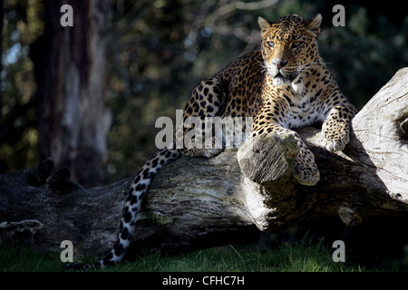 Ritratto di un leopardo dello Sri Lanka (Panthera pardus kotiya) crogiolarsi al sole Foto Stock