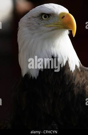 Ritratto di un maschio di aquila calva (Haliaeetus leucocephalus) Foto Stock