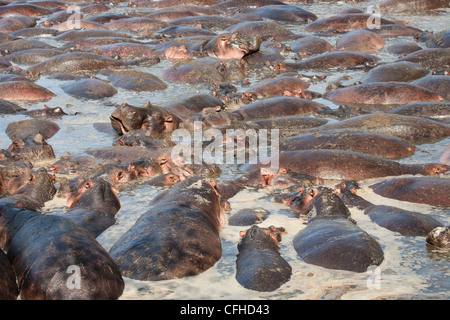 Grande massa di ippopotami in piscina stagnante nel Serengeti Foto Stock