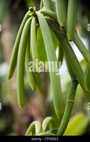 Fattoria di vaniglia nel Rwenzori Mountains vicino a Bundibugyo, Uganda occidentale. Foto Stock