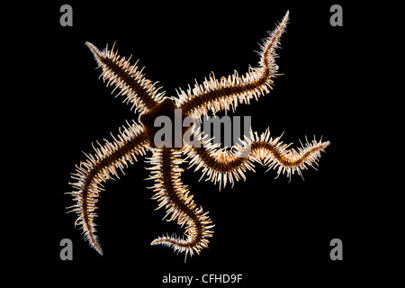 Brittlestar retroilluminato, Isle of Mull, Scozia. Giugno 2010. Foto Stock