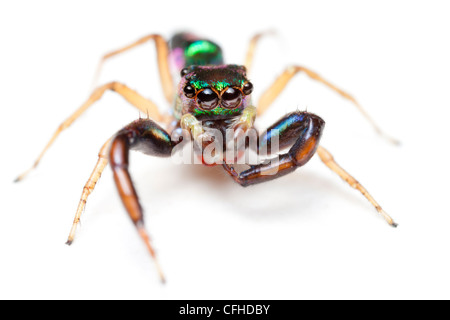 Jumping spider ricoperto di squame iridescenti fotografate su sfondo bianco, penisola di Masoala National Park, Madagascar Foto Stock