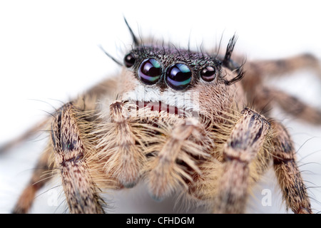 La tettoia Jumping Spider captive femmina, originari del Nord America. Dimensioni < 1 cm Foto Stock