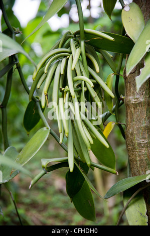 Fattoria di vaniglia nel Rwenzori Mountains vicino a Bundibugyo, Uganda occidentale. Foto Stock