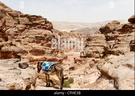 Petra. Giordania. asino appoggia sopra le spettacolari formazioni rocciose e drammatica e aspro paesaggio della vasta rosa antico Foto Stock