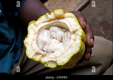 Un agricoltore detiene un appena aperto pod di cacao sulla sua azienda del Rwenzori Mountains vicino a Bundibugyo, Uganda occidentale. Foto Stock