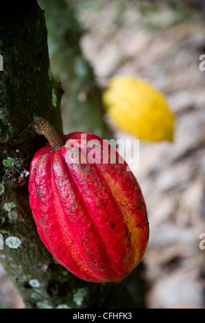 Il cacao Cialde pendono dalle loro albero in una fattoria il Rwenzori Mountains vicino a Bundibugyo, Uganda occidentale. Foto Stock