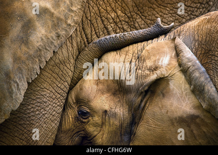 I giovani dell' elefante africano con la madre, Cabarceno, Spagna Foto Stock