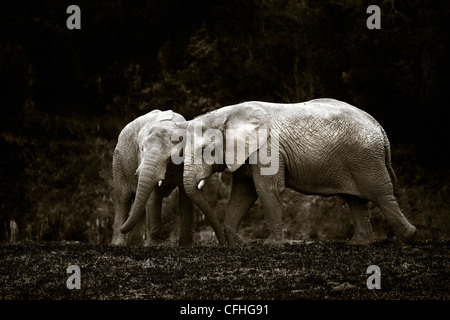 Due giovani elefanti africani, Cabarceno, Spagna Foto Stock