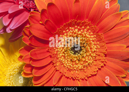 Colorate margherite Gerbera Foto Stock