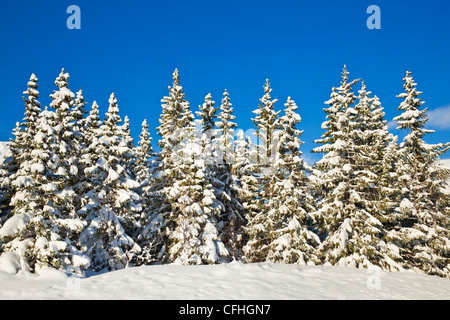 Snow covered pine trees Troms North Norway Scandinavia Europe Foto Stock