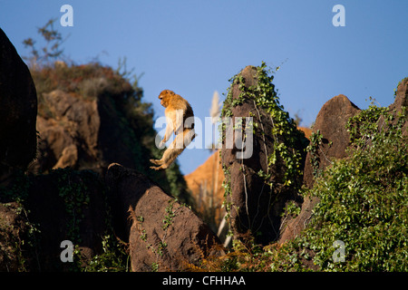 Barbary macaque jumping, Cabarceno, Spagna Foto Stock