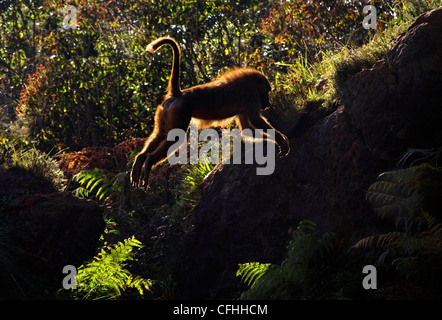 La Guinea Baboon jumping, Cabarceno, Spagna Foto Stock