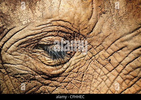 Elefante africano close up del viso, Cabarceno, Spagna Foto Stock