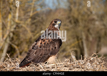 Un rosso tailed hawk in piedi su una balla di fieno Foto Stock