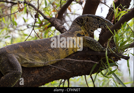 Monitor del Nilo lizard in una struttura ad albero Foto Stock