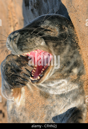 Guarnizione di giovani, Forvie Riserva Naturale, Aberdeenshire Foto Stock