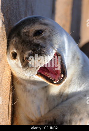 Guarnizione di giovani, Forvie Riserva Naturale, Aberdeenshire Foto Stock