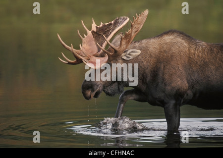 Bull Moose (Alces alces) wades nel bollitore stagno di foro di alimentazione sulle erbe acquatiche. Parco Nazionale di Denali, Alaska Foto Stock