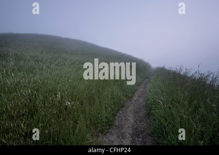 Foggy hillside all'alba Foto Stock