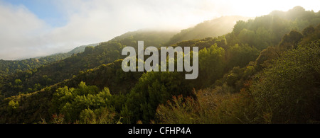 Panorama tipico della California centrale dei boschi di una mattinata nebbiosa Foto Stock