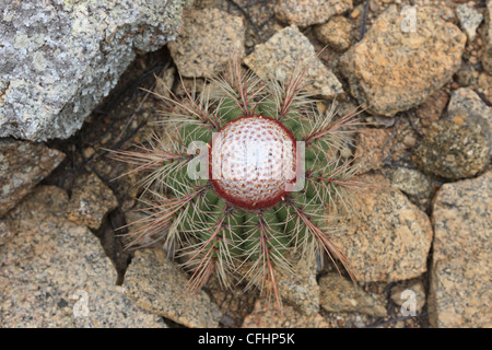 Melocactus zehntneri, Cactus zehntneri, Cactaceae, Angiospermae Foto Stock