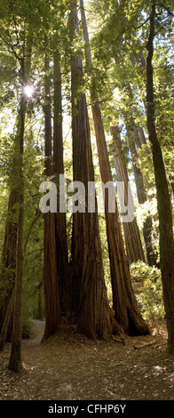 Giganteschi alberi di sequoia in presenza di luce solare Foto Stock