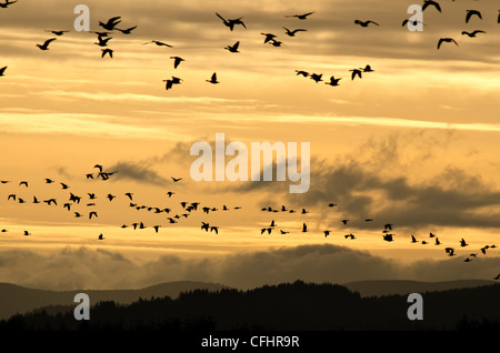 Tramonto a Baskett Slough National Wildlife Refuge Foto Stock