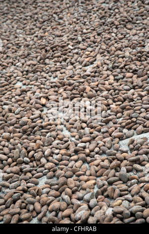 Le fave di cacao di essiccazione al sole in Bundibugyo, Uganda occidentale. Foto Stock