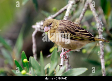 Un non-maschi riproduttori meridionale Tessitore mascherato o africani Tessitore mascherato (Ploceus velatus) nel Cape Winelands, sud africa. Foto Stock