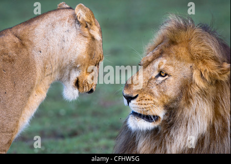 Maschio e femmina di leone africano presso la grande palude, Ndutu, Serengeti, Tanzania Foto Stock