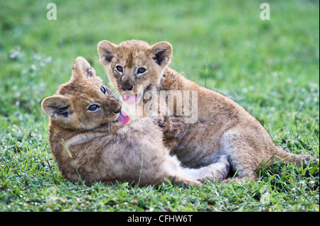 African Lion cubs giocando, circa dieci settimane vecchio, grande palude, Ngorongoro, Tanzania Foto Stock