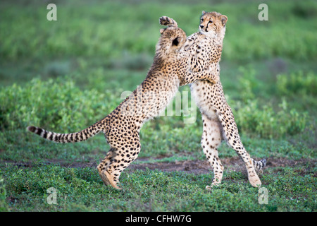 Giovani Cheetah cubs giocando, Ndutu, Serengeti, Tanzania Foto Stock