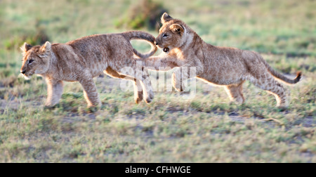 African Lion cubs, circa 4 mesi di età, giocare insieme, grande palude, Serengeti Tanzania Foto Stock