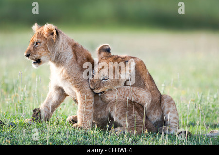 African Lion cubs, circa 4 mesi di età insieme giocando, grande palude, Serengeti Tanzania Foto Stock