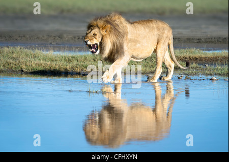 Maschio di leone africano che mostra la riflessione presso la grande palude, Ndutu, Serengeti, Tanzania Foto Stock