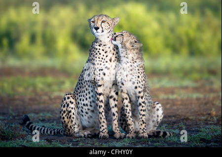 Femmina adulta Cheetah con cub Ndutu, Ngorongoro, Tanzania Foto Stock