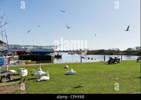 Dorset Regno Unito christchurch quay cigni su erba, persone sul banco di lavoro Foto Stock