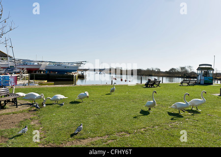 Dorset Regno Unito Christchurch Quay cigni su erba, persone sul banco di lavoro Foto Stock