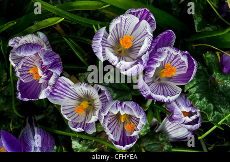 Crocus blu strisce bianche Foto Stock