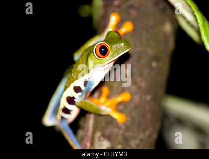 Con gli occhi rossi Raganella appollaiate su un ramo Foto Stock