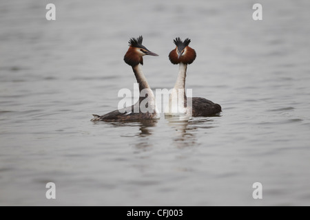 Svasso maggiore, Podiceps cristatus eseguendo la loro testa a testa di corteggiamento, East Yorkshire, Regno Unito Foto Stock