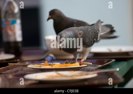 Lavaggio i piccioni viaggiatori su piastre di residui di cibo in un ristorante esterno cafe tabella Foto Stock