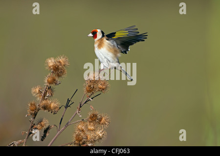 Goldfinch Carduelis carduelis su testa di semi di scolo Foto Stock