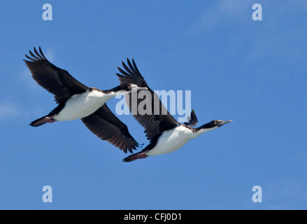 Imperiale o Re Shags (phalacrocorax atriceps) in volo, Canale del Beagle, Argentina, Sud America Foto Stock