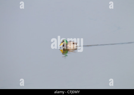 Germano reale Anas platyrhynchos nuoto maschio Foto Stock