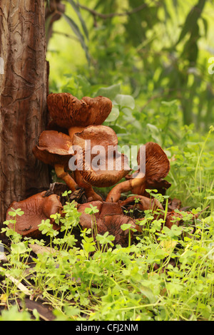 Jack-o-lantern (Omphalotus olearius) funghi che crescono su albero morto Foto Stock