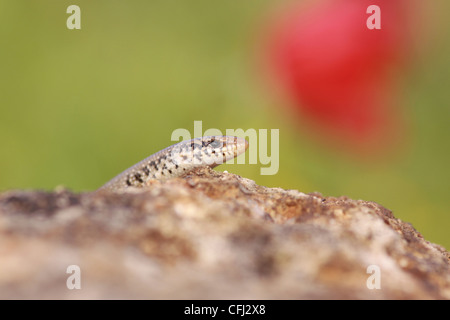 Chalcides ocellatus o Ocellated Skink (noto anche come Eyed Skink o gongilo Foto Stock