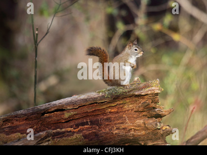 American scoiattolo rosso appollaiato su morti caduti del bolo in Tennessee USA Foto Stock