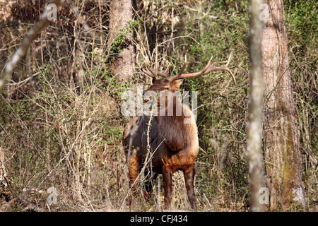 Elk coppia stag navigazione nel bosco in Carolina del Nord e Stati Uniti d'America Foto Stock